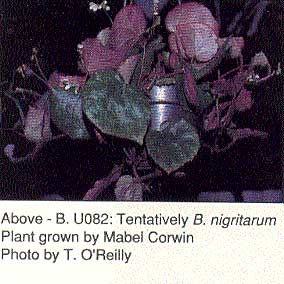 B. u082